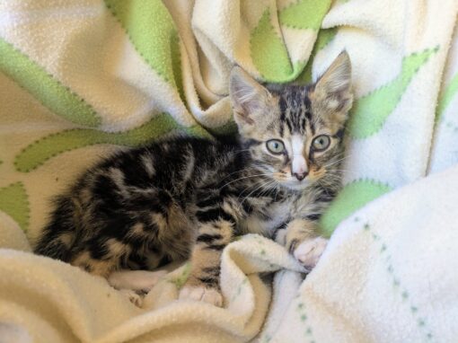 Blanco