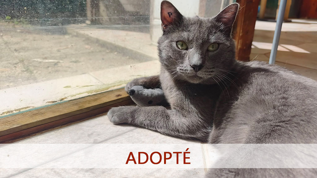 gribouillis-adopt
