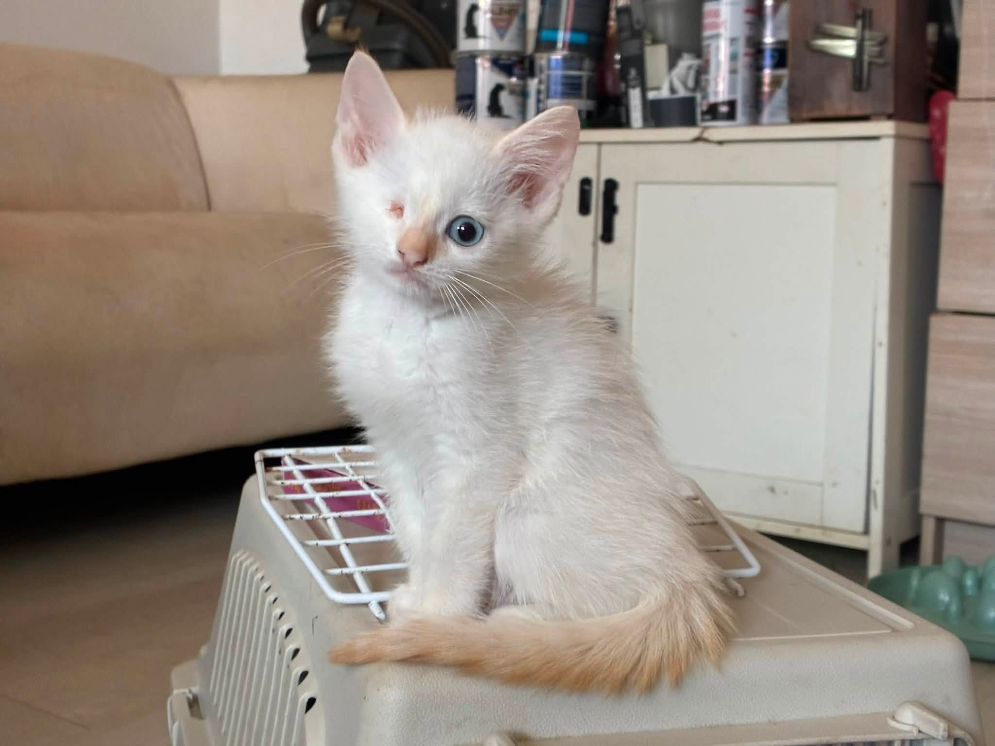 Caspian