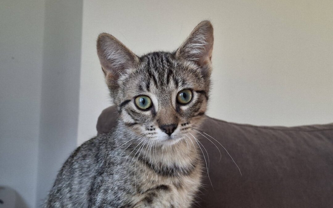 Azimut