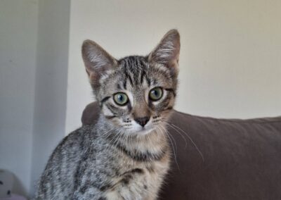 Azimut