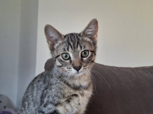 Azimut