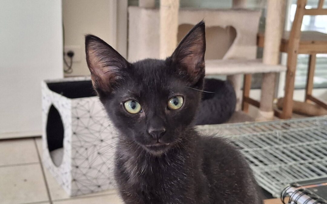 Kuro