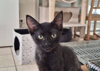 Kuro