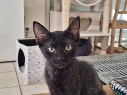 Kuro