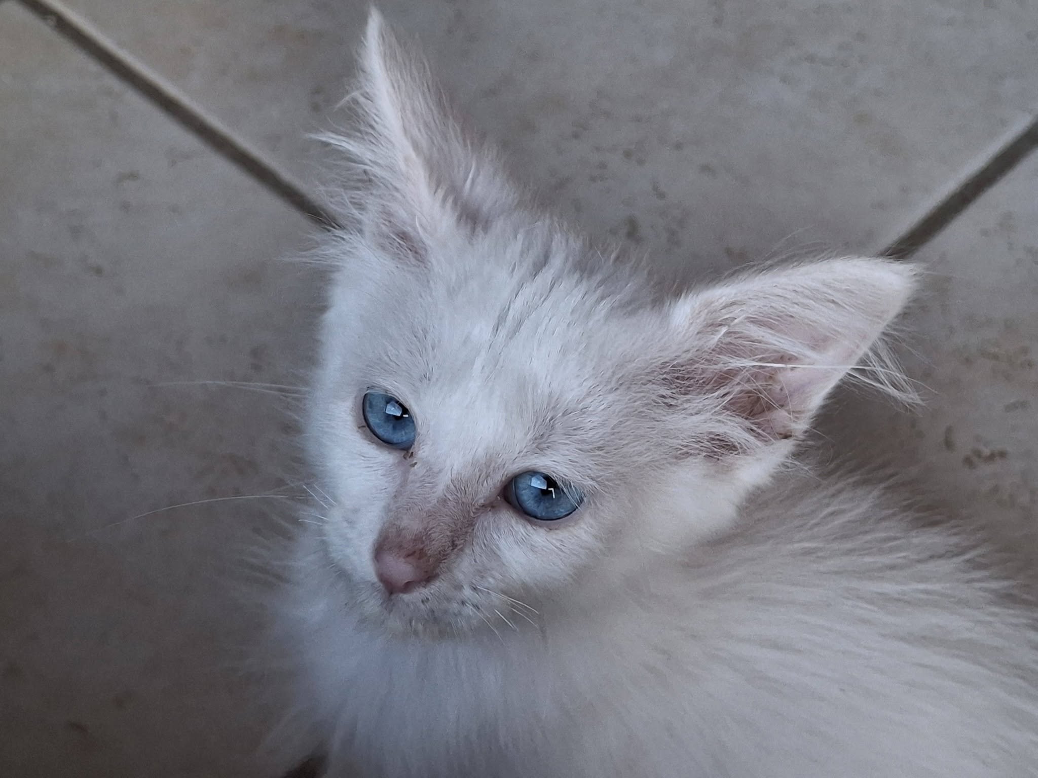 Porcelaine