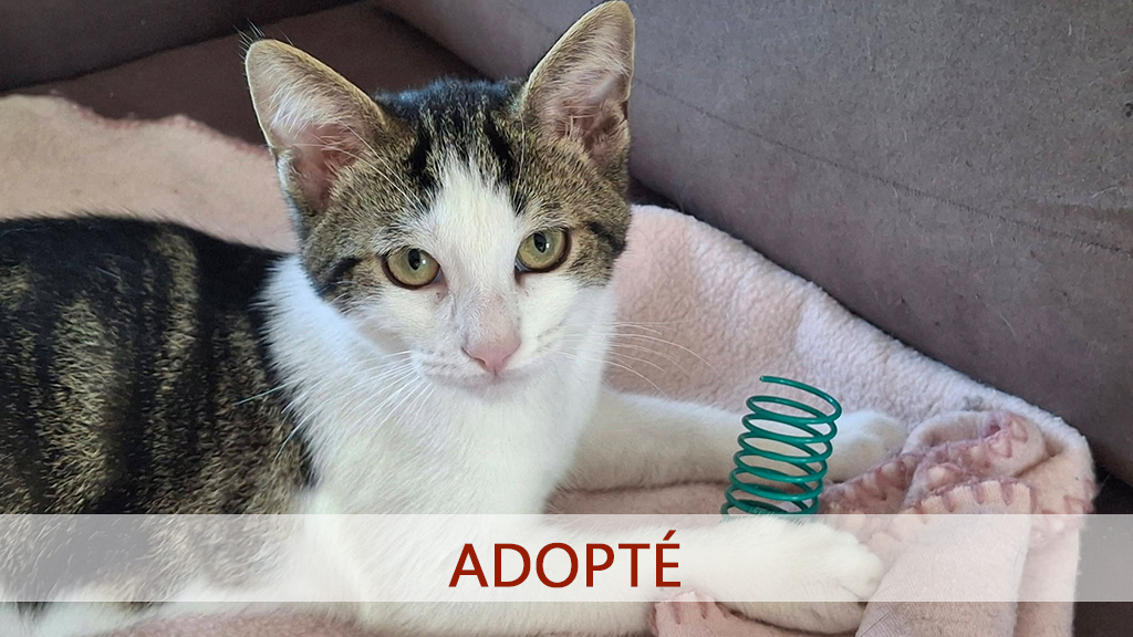 clark-adopt
