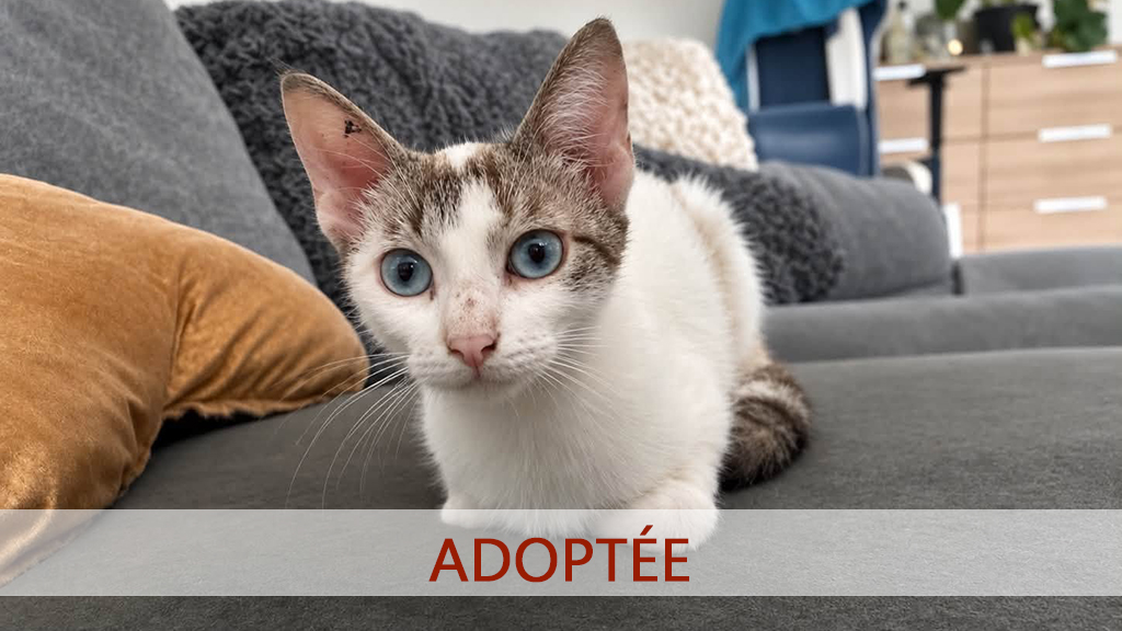 clary-adopt