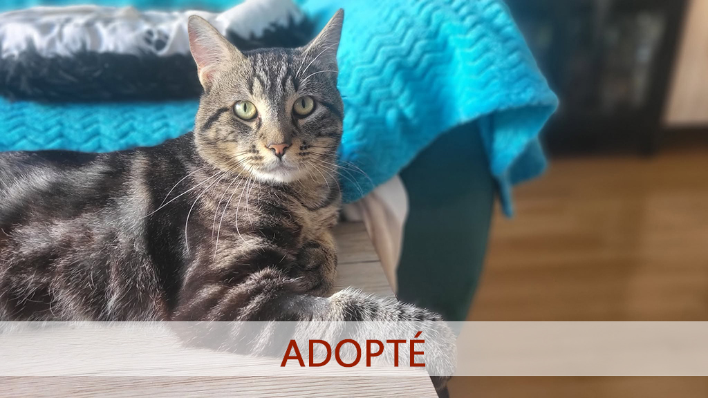 phenix-adopt